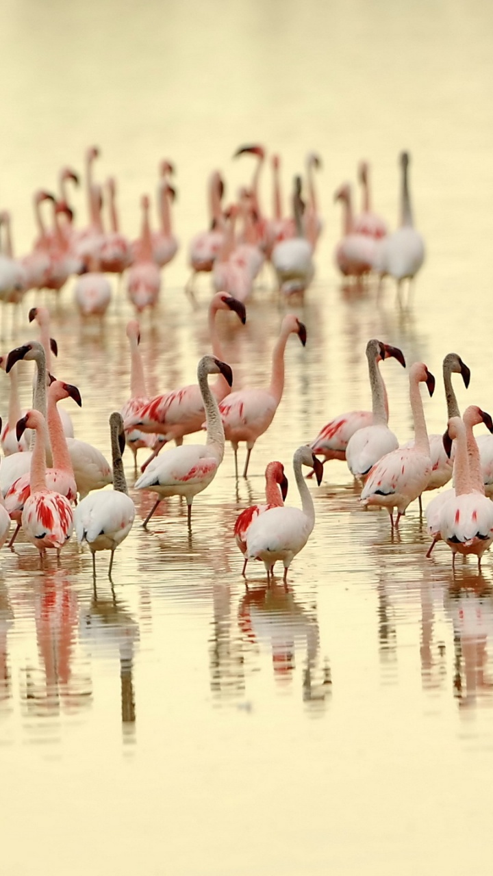 Обои птица, фламинго, водоплавающие птицы, животное, вода в разрешении 720x1280