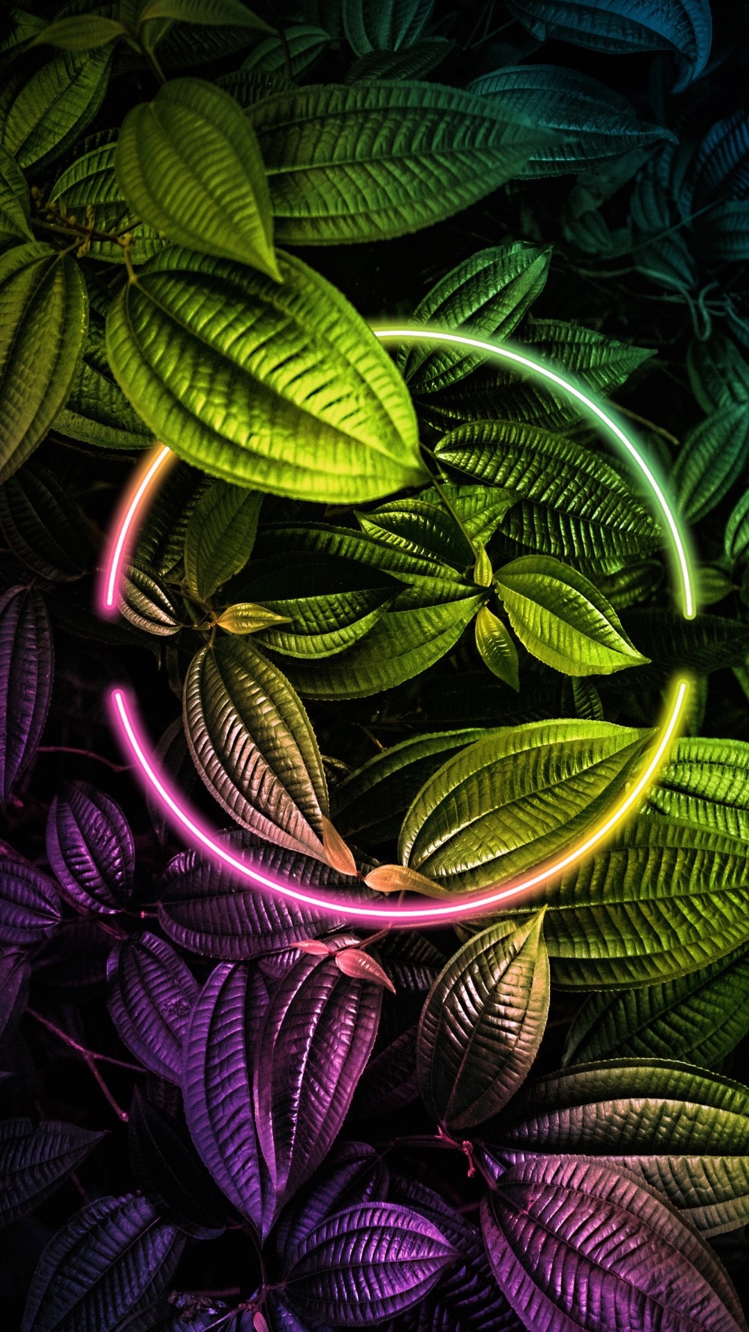 Обои растение, лист, ботаники, природа, наземное растение в разрешении 1080x1920