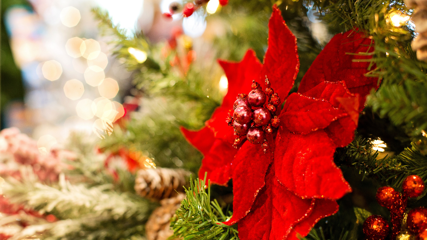 Обои пуансеттия, Рождественский день, Рождественские украшения, рождественский орнамент, Рождество в разрешении 1366x768