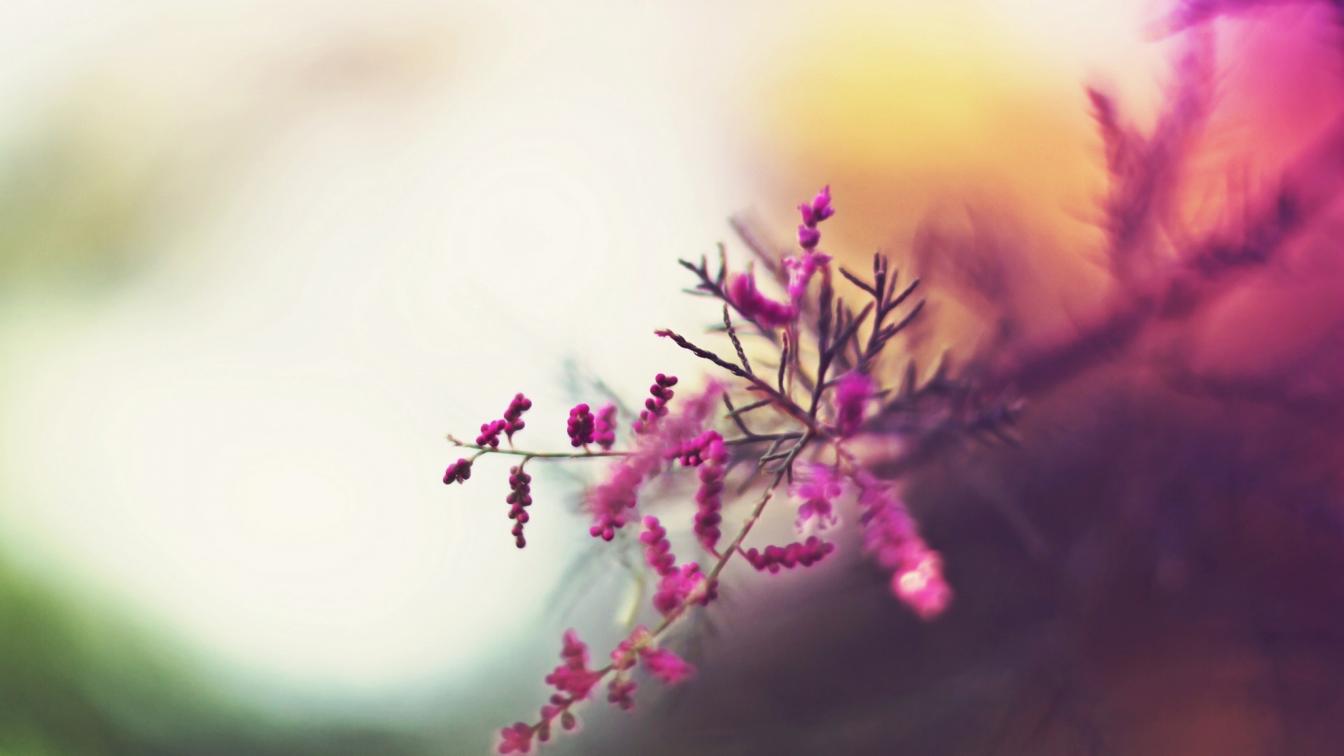 Обои розовый, весна, пурпур, ветвь, мизинец в разрешении 1920x1080