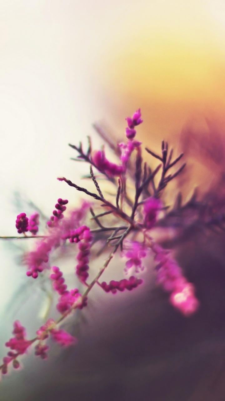 Обои розовый, весна, пурпур, ветвь, мизинец в разрешении 720x1280