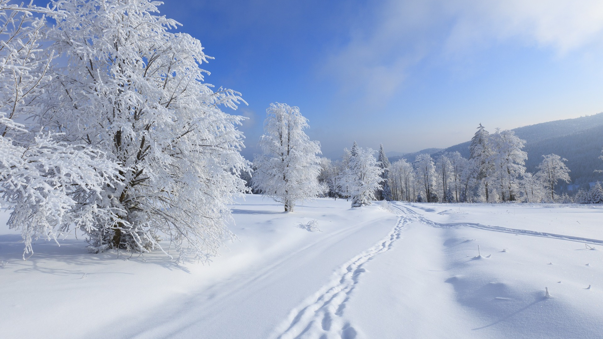 Обои зима, снег, дерево, мороз, замораживание в разрешении 1920x1080