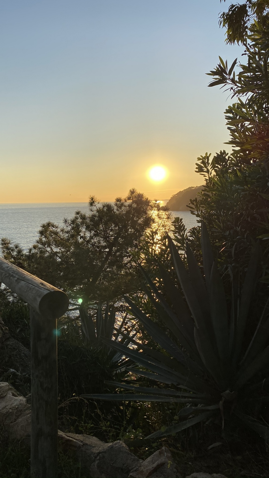 Обои море, пальмовые рощи, вода, растительность, солнце в разрешении 1080x1920