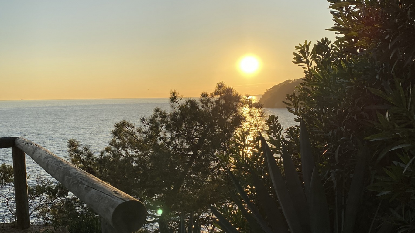 Обои море, пальмовые рощи, вода, растительность, солнце в разрешении 1366x768