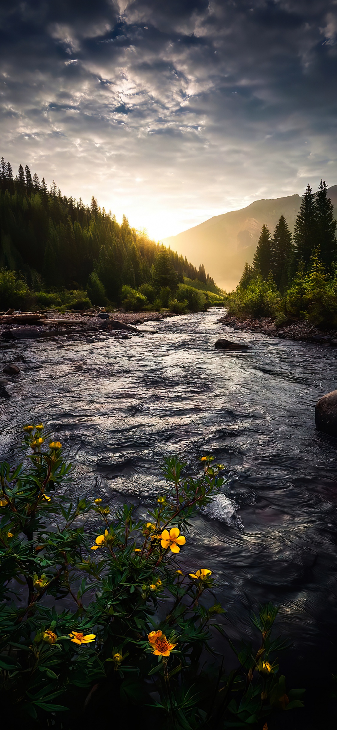 Обои природа, облако, вода, растение, гидроресурсы в разрешении 1125x2436