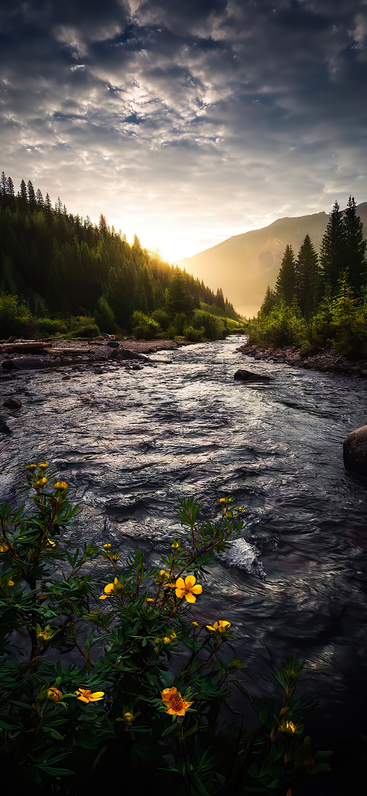 Обои природа, облако, вода, растение, гидроресурсы в разрешении 1242x2688