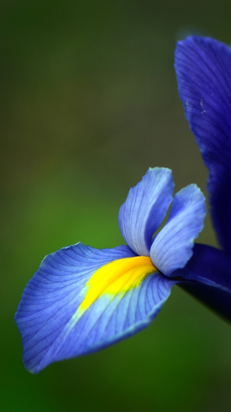 Обои синий, цветковое растение, растение, лепесток, радужная оболочка в разрешении 750x1334