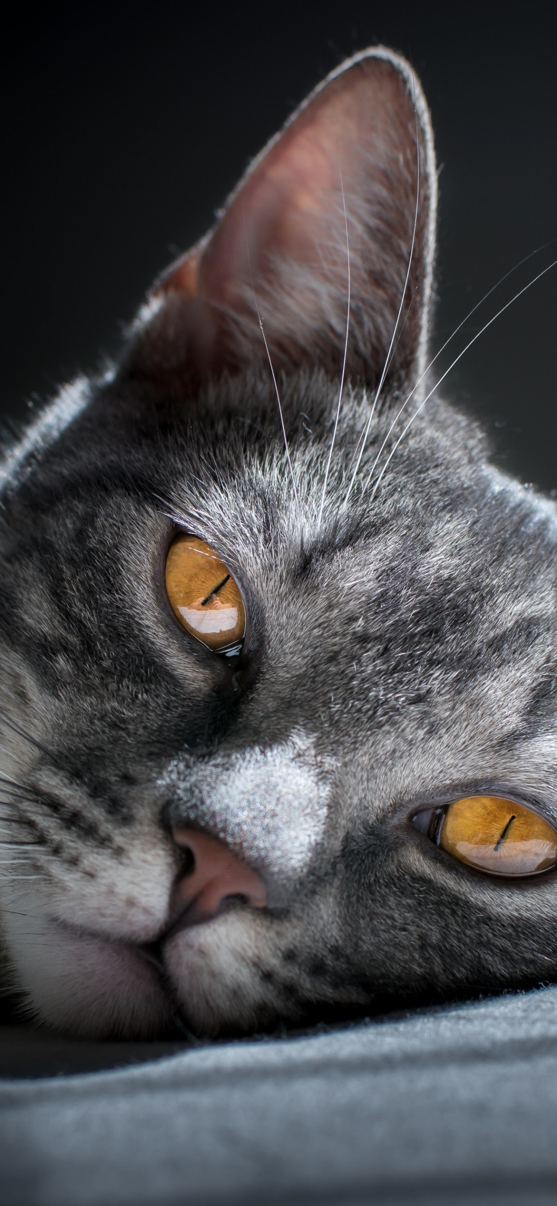 Обои кот, бакенбарды, кошачьих, полосатый кот, морда в разрешении 1125x2436