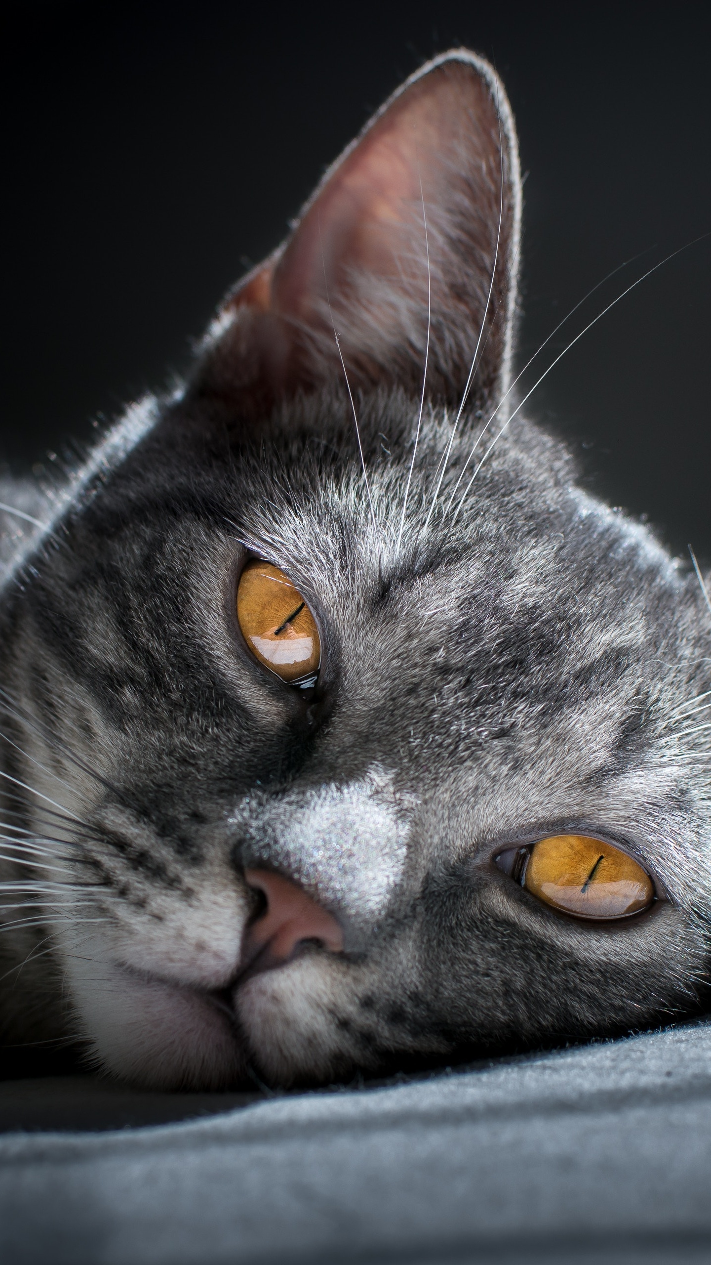 Обои кот, бакенбарды, кошачьих, полосатый кот, морда в разрешении 1440x2560