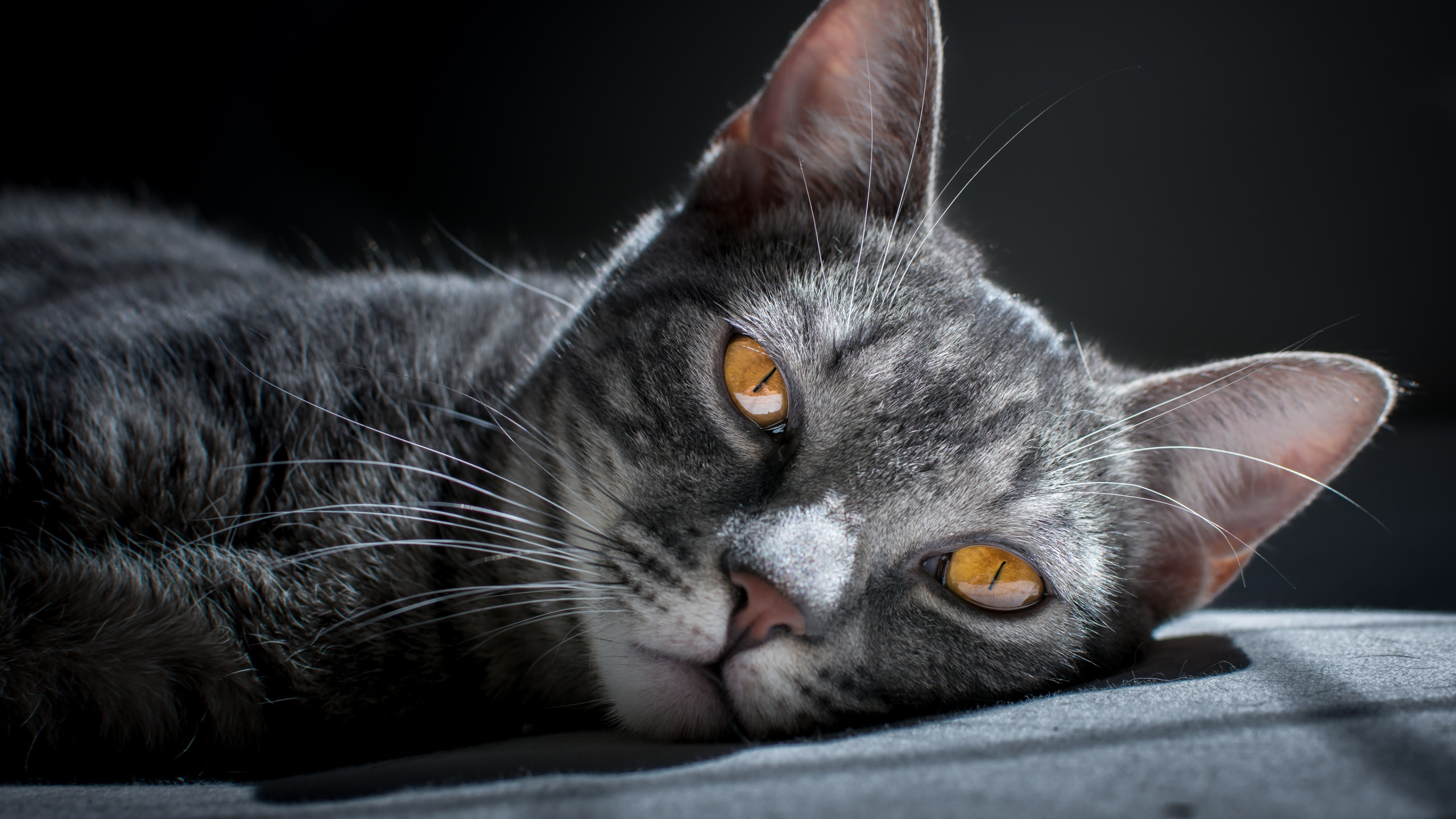 Обои кот, бакенбарды, кошачьих, полосатый кот, морда в разрешении 2560x1440