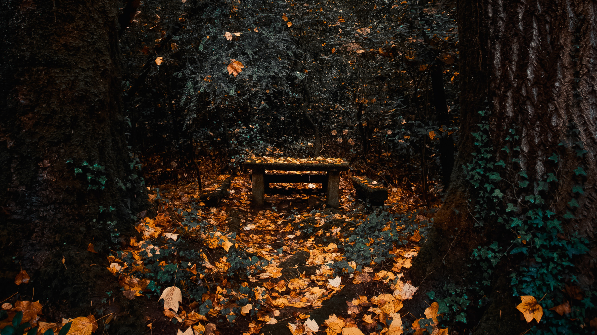 Обои лесистая местность, небо, лес, осень, листопадные в разрешении 1920x1080