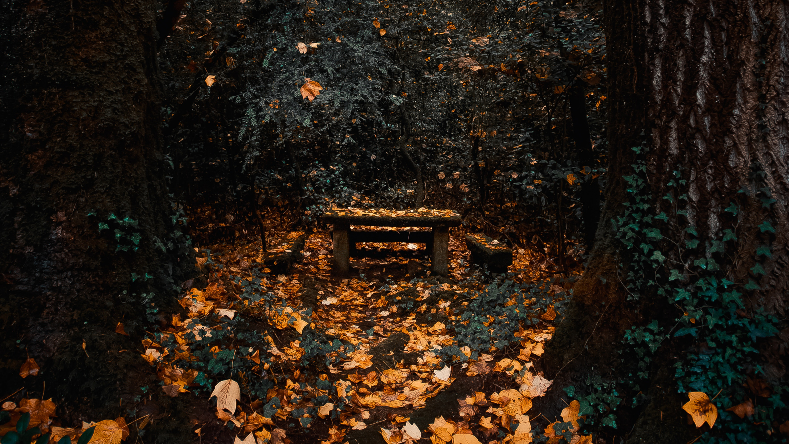 Обои лесистая местность, небо, лес, осень, листопадные в разрешении 2560x1440