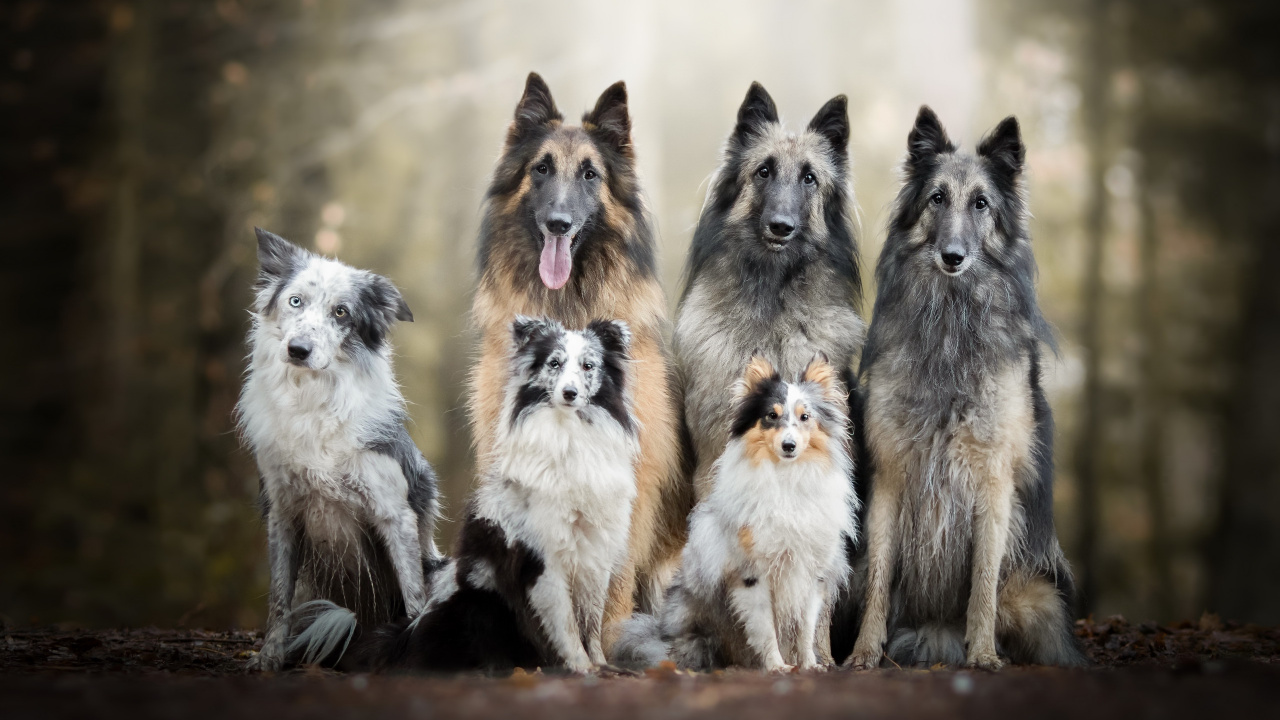 Обои пес, бордер колли, бельгийская овчарка, тервюрен, собака породы в разрешении 1280x720