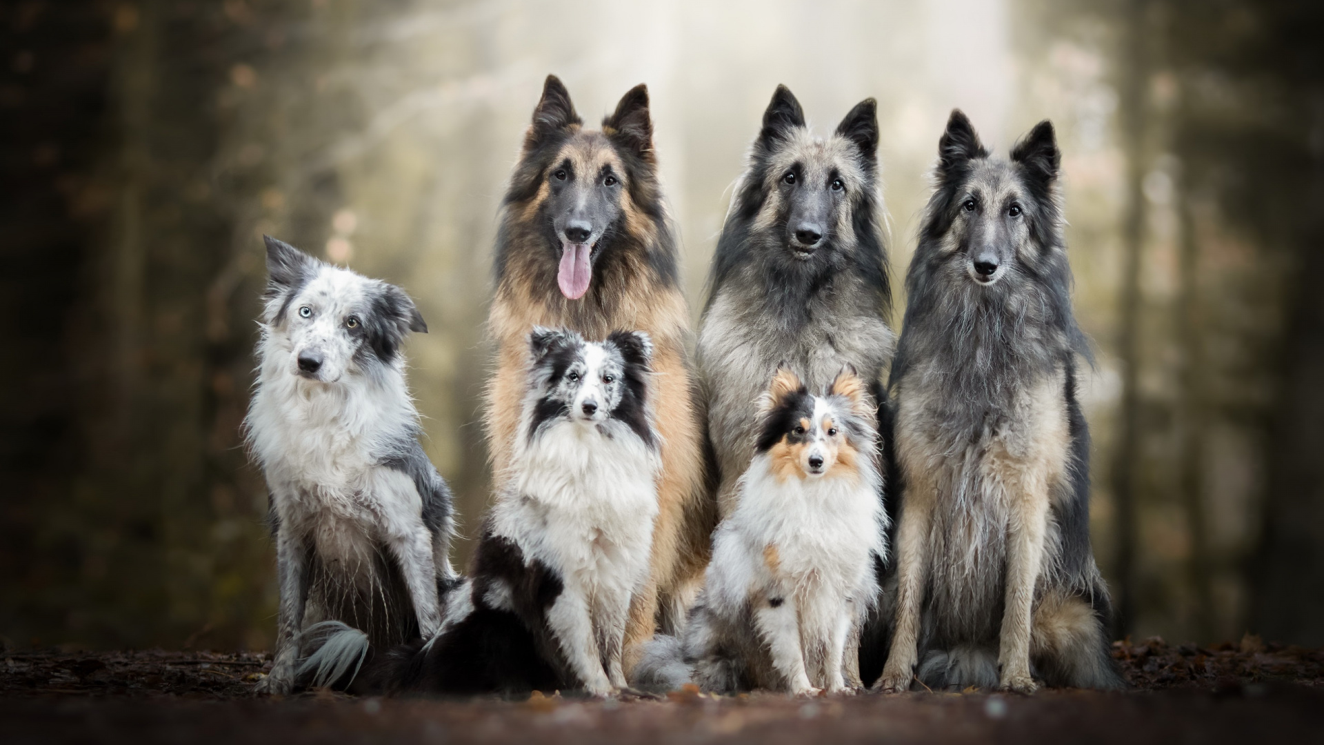 Обои пес, бордер колли, бельгийская овчарка, тервюрен, собака породы в разрешении 1920x1080