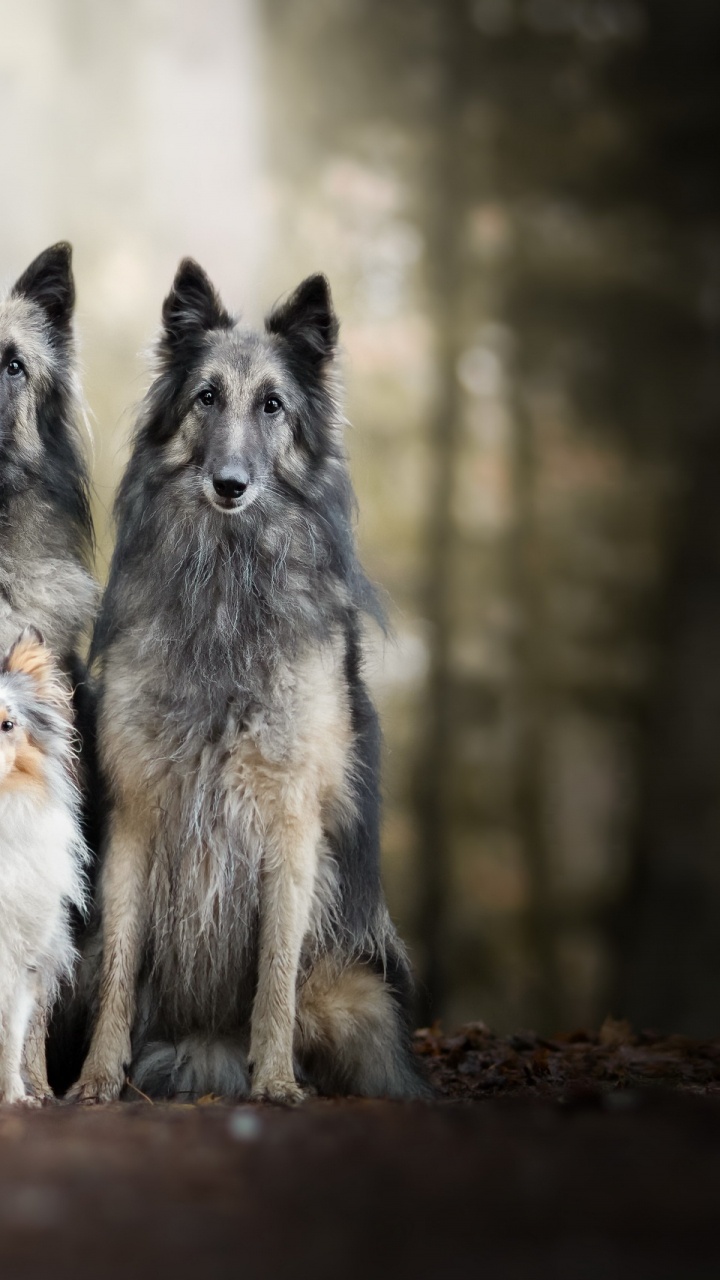 Обои пес, бордер колли, бельгийская овчарка, тервюрен, собака породы в разрешении 720x1280