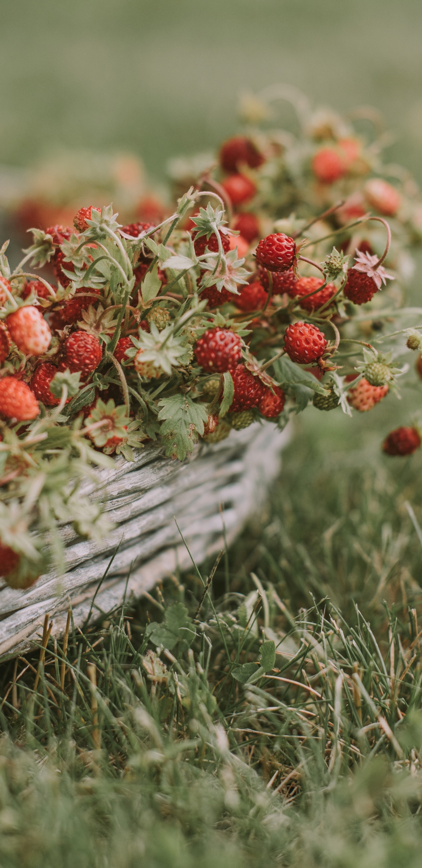 Обои ягоды, фрукты, цветок, растение, полевой цветок в разрешении 1440x2960