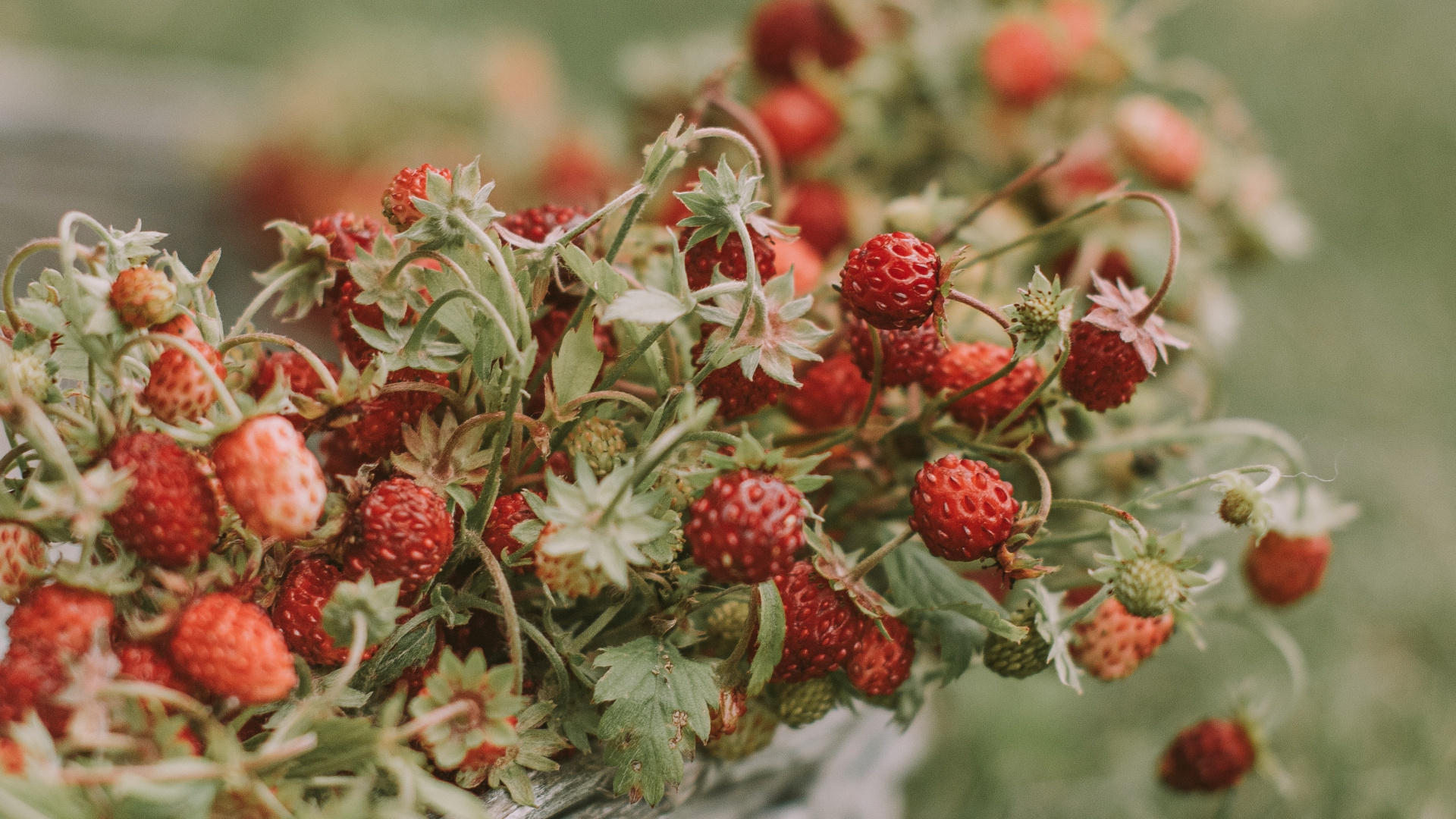 Обои ягоды, фрукты, цветок, растение, полевой цветок в разрешении 1920x1080