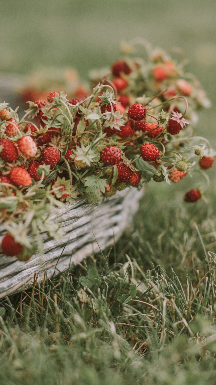 Обои ягоды, фрукты, цветок, растение, полевой цветок в разрешении 720x1280