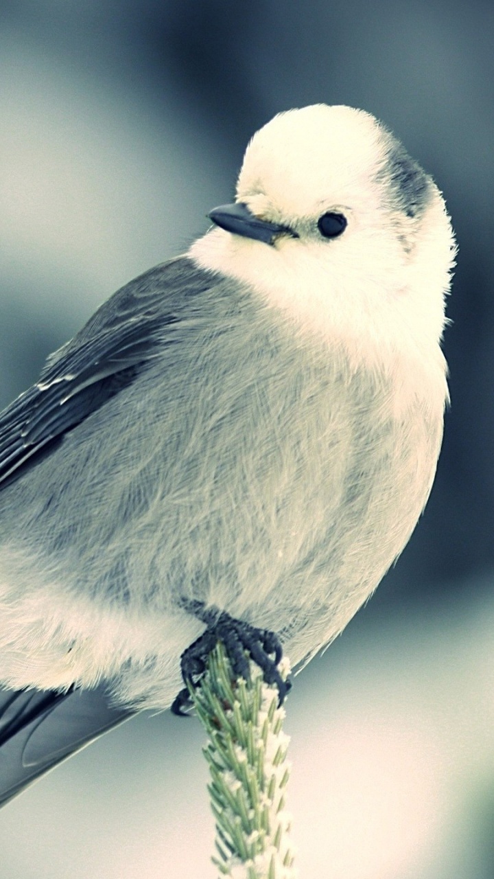 Обои птица, клюв, крыло, живая природа, воробьиные птицы в разрешении 720x1280