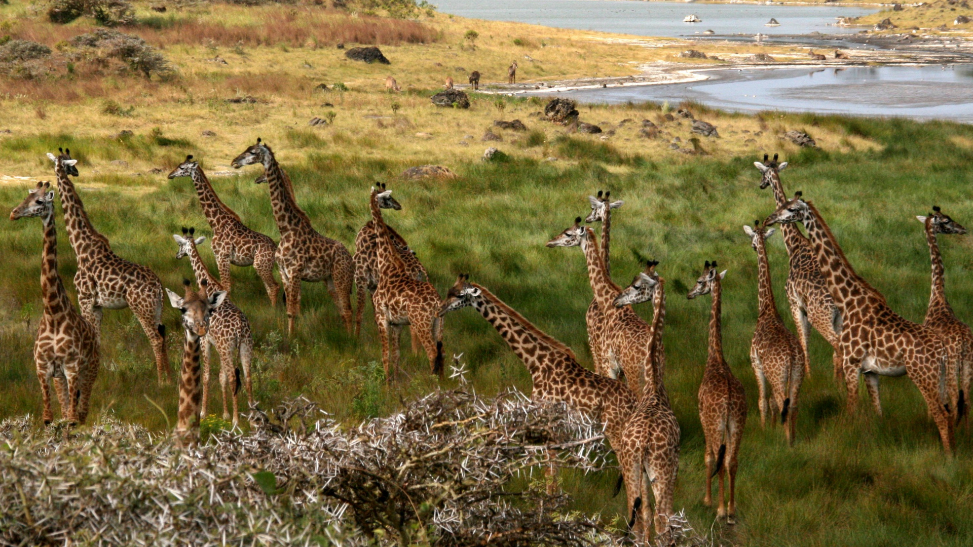 Обои сафари, национальный парк, Жираф, наземные животные, живая природа в разрешении 1920x1080