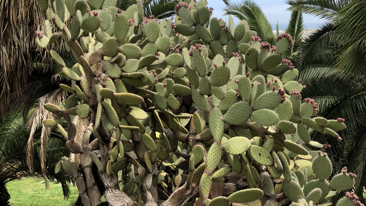 Обои растительность, Барбари рис, биом, кустарник, кактус в разрешении 1280x720