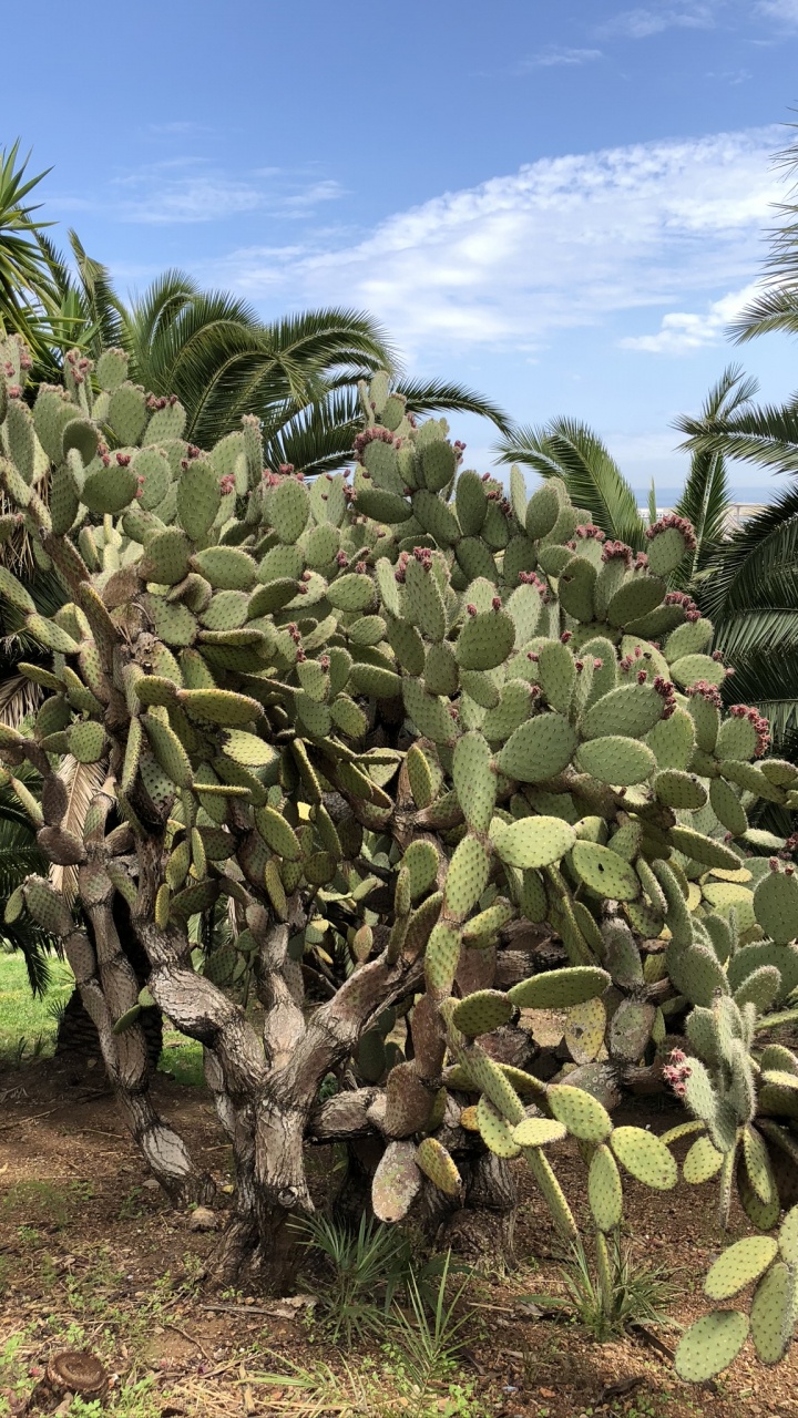 Обои растительность, Барбари рис, биом, кустарник, кактус в разрешении 720x1280