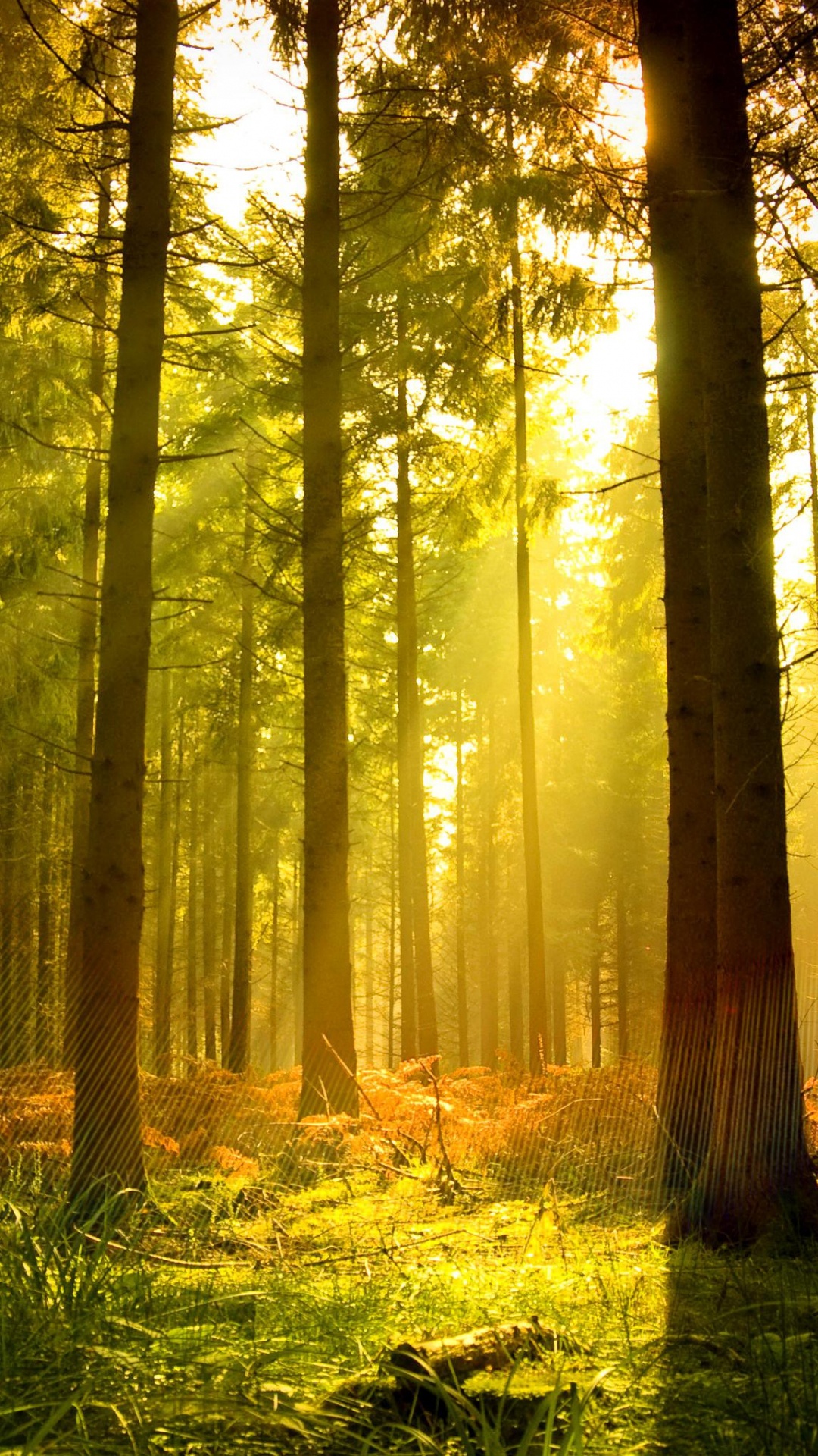 Обои лесистая местность, лес, природа, солнечный свет, хвойными лесами в разрешении 1080x1920