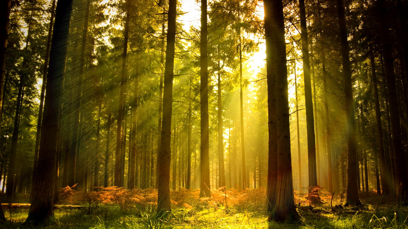 Обои лесистая местность, лес, природа, солнечный свет, хвойными лесами в разрешении 1366x768
