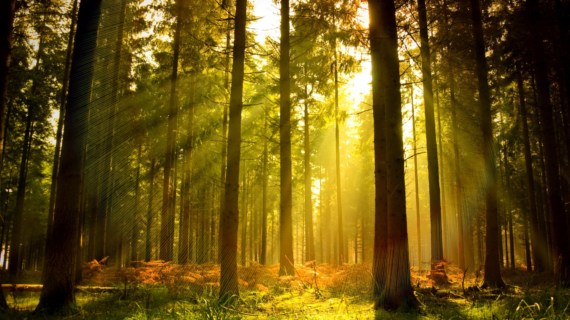 Обои лесистая местность, лес, природа, солнечный свет, хвойными лесами в разрешении 1920x1080