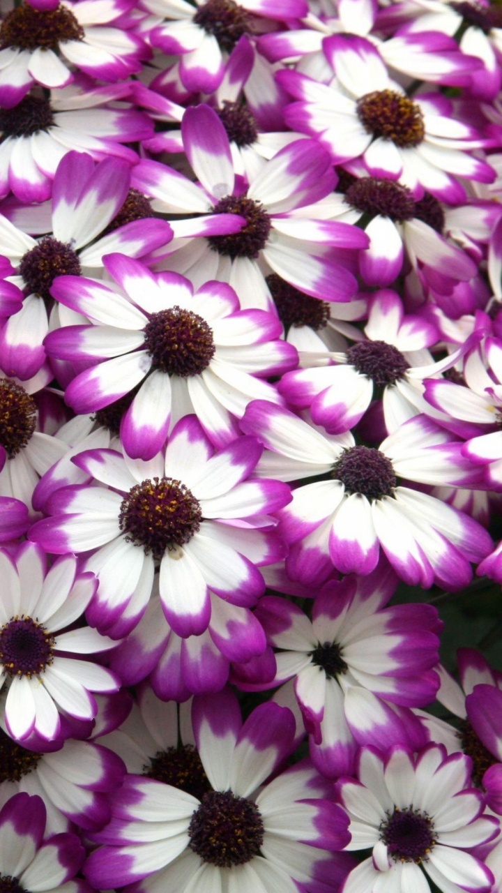 Обои пурпур, лепесток, растение, Фиолетовый, цветковое растение в разрешении 720x1280