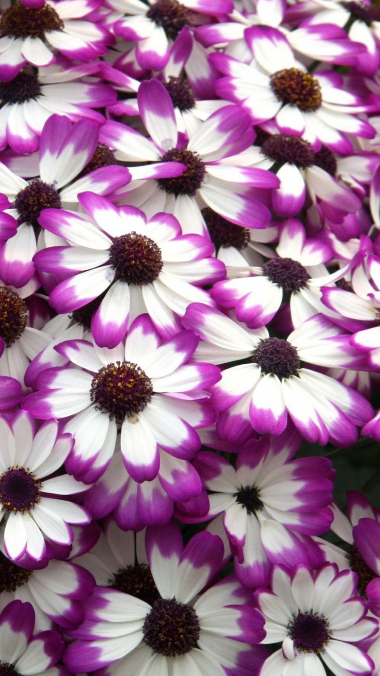 Обои пурпур, лепесток, растение, Фиолетовый, цветковое растение в разрешении 750x1334