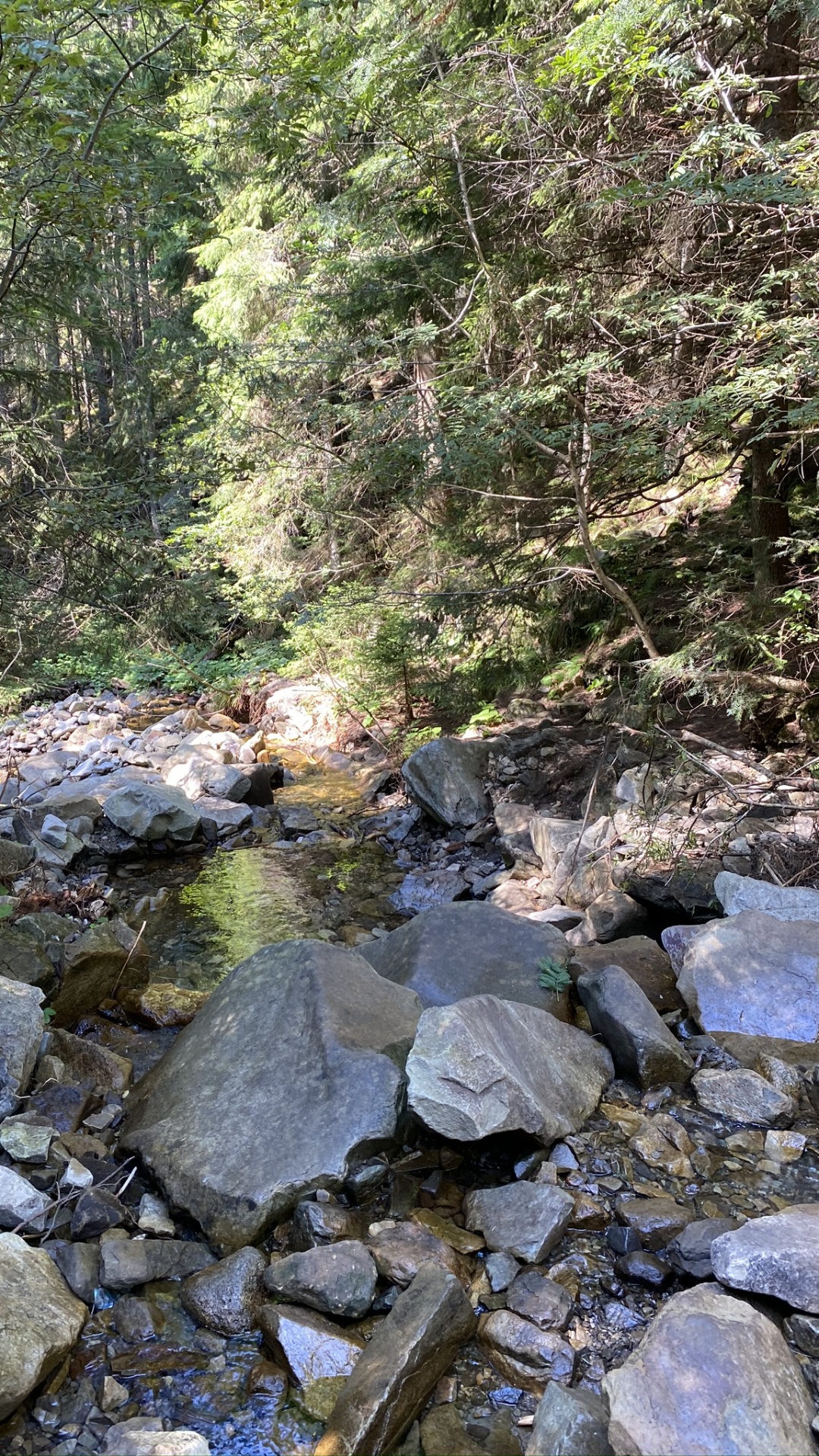 Обои поток, вода, прибрежные зоны, русло ручья, дикая местность в разрешении 1080x1920