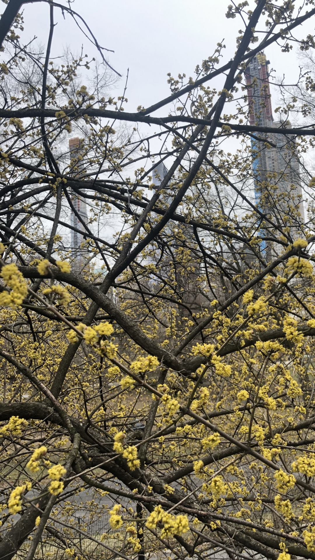 Обои дерево, лист, наука, биология, рассада в разрешении 1080x1920