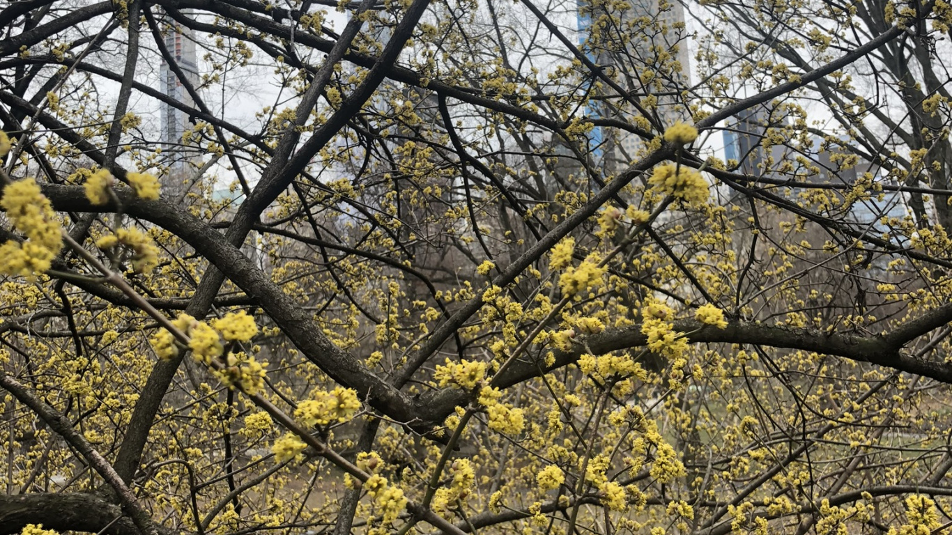 Обои дерево, лист, наука, биология, рассада в разрешении 1366x768