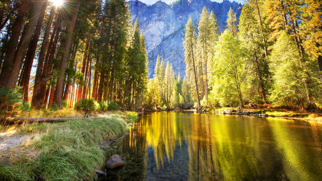 Обои природа, дерево, отражение, дикая местность, лес в разрешении 1280x720