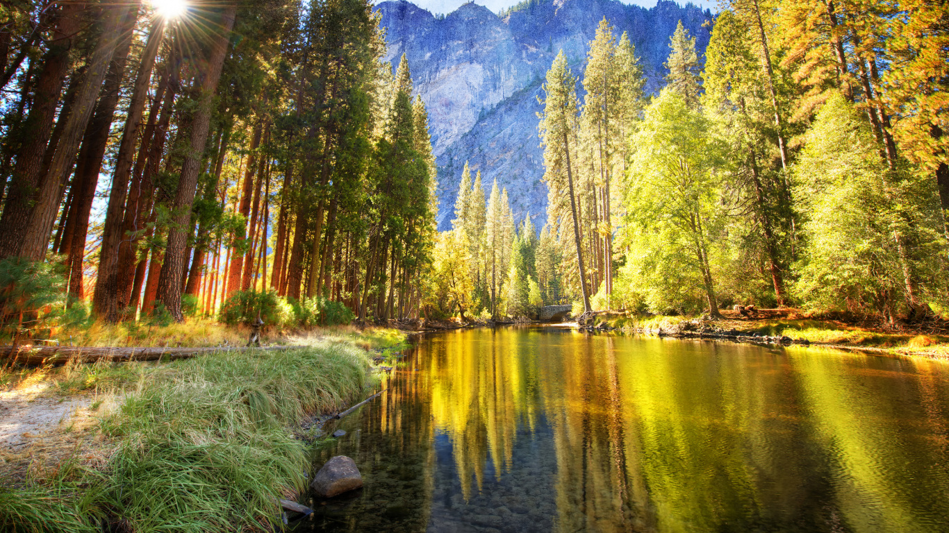 Обои природа, дерево, отражение, дикая местность, лес в разрешении 1366x768