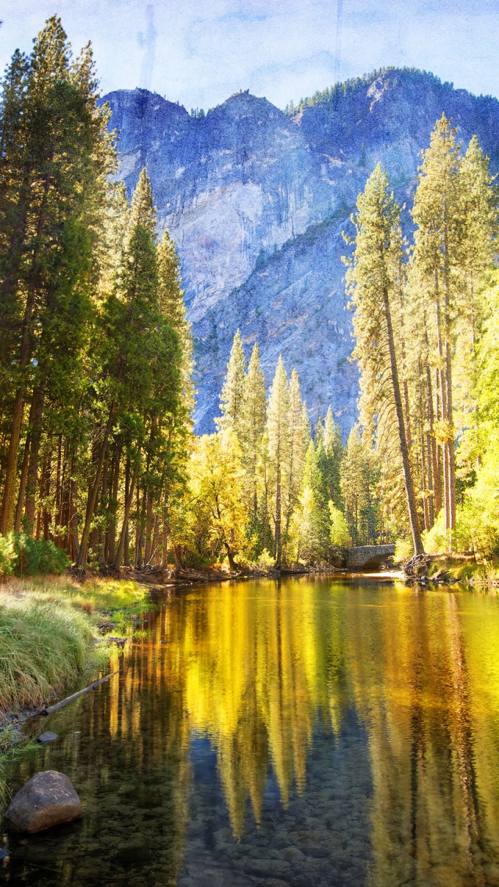 Обои природа, дерево, отражение, дикая местность, лес в разрешении 720x1280