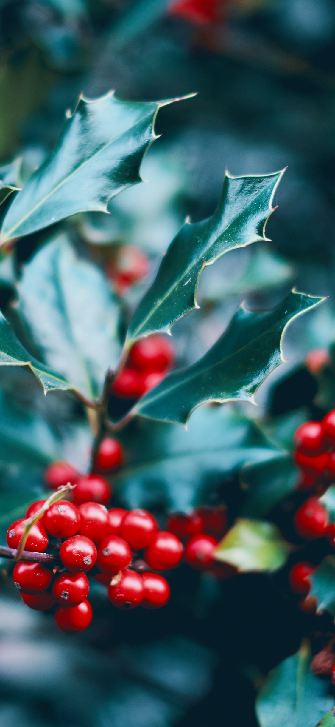 Обои красный цвет, растение, падуб, цветок, дерево в разрешении 1125x2436