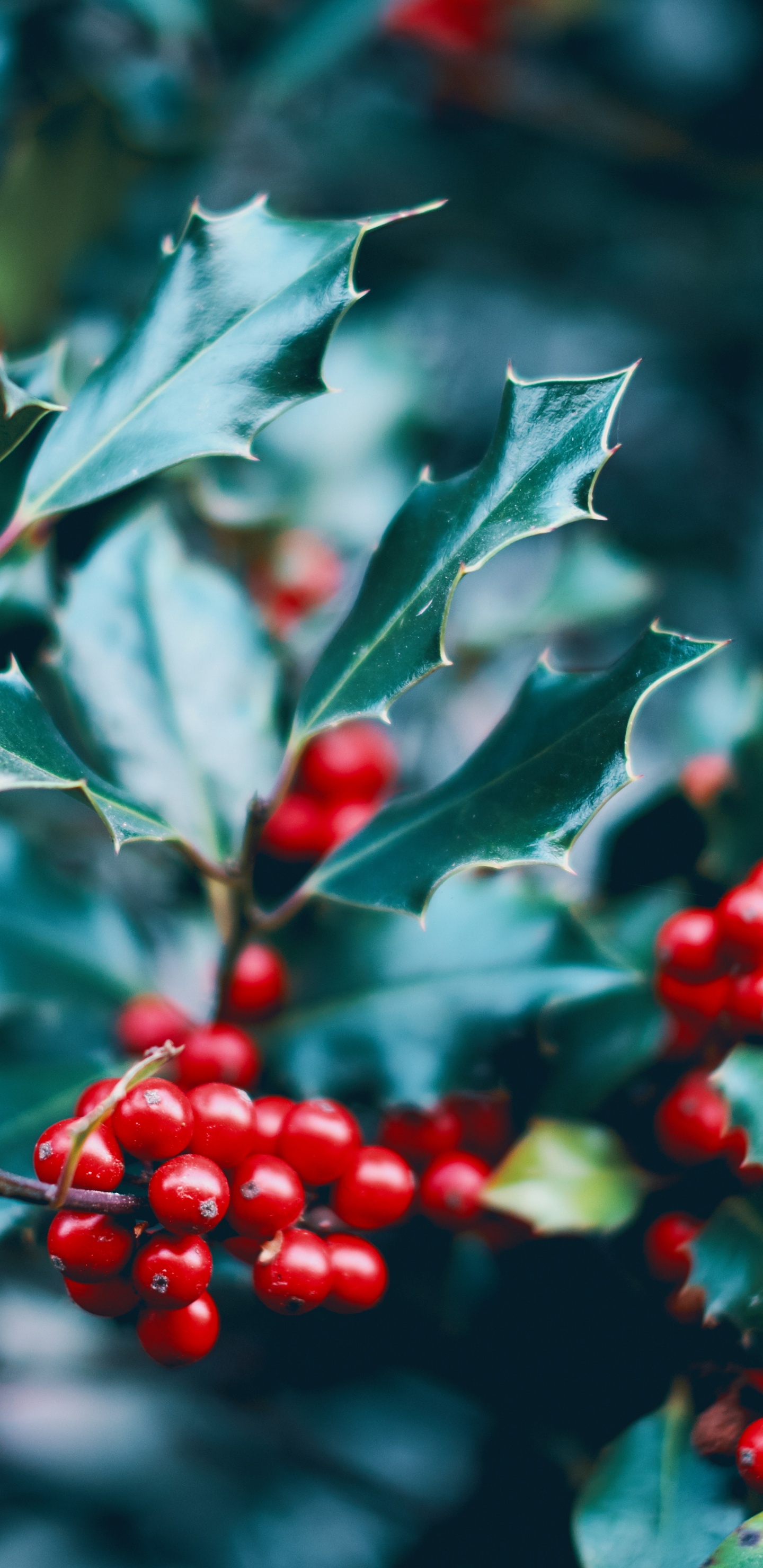 Обои красный цвет, растение, падуб, цветок, дерево в разрешении 1440x2960