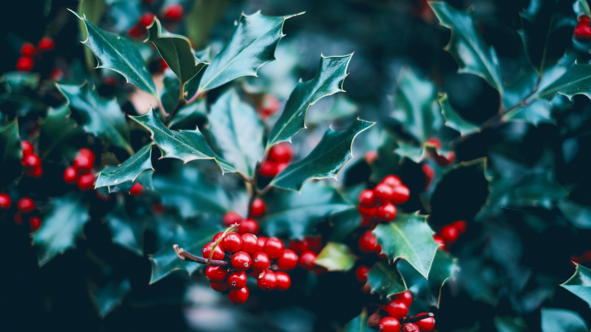 Обои красный цвет, растение, падуб, цветок, дерево в разрешении 1920x1080