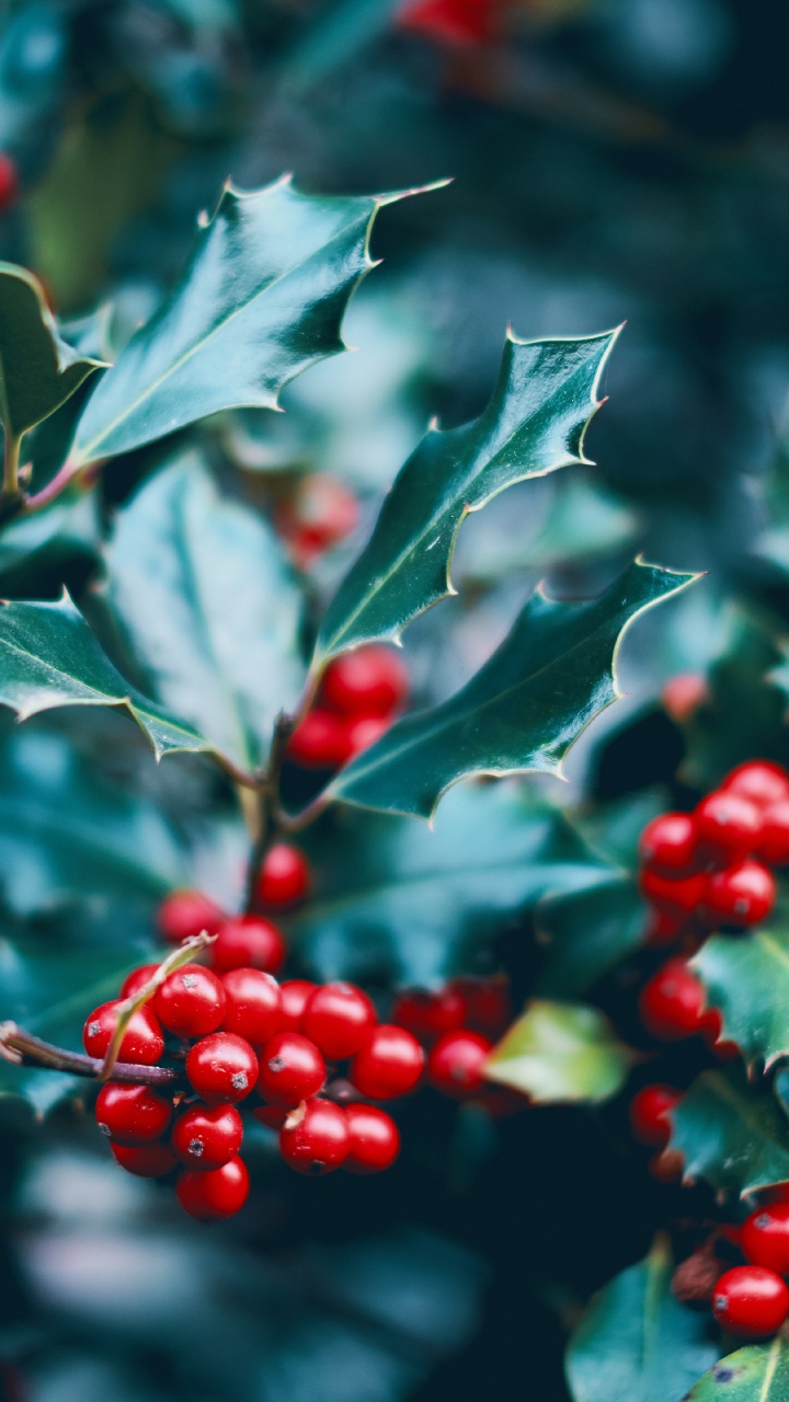 Обои красный цвет, растение, падуб, цветок, дерево в разрешении 720x1280