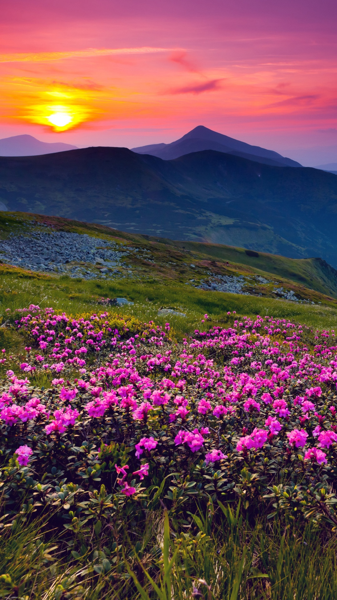 Обои природа, горный рельеф, цветок, гора, полевой цветок в разрешении 1080x1920
