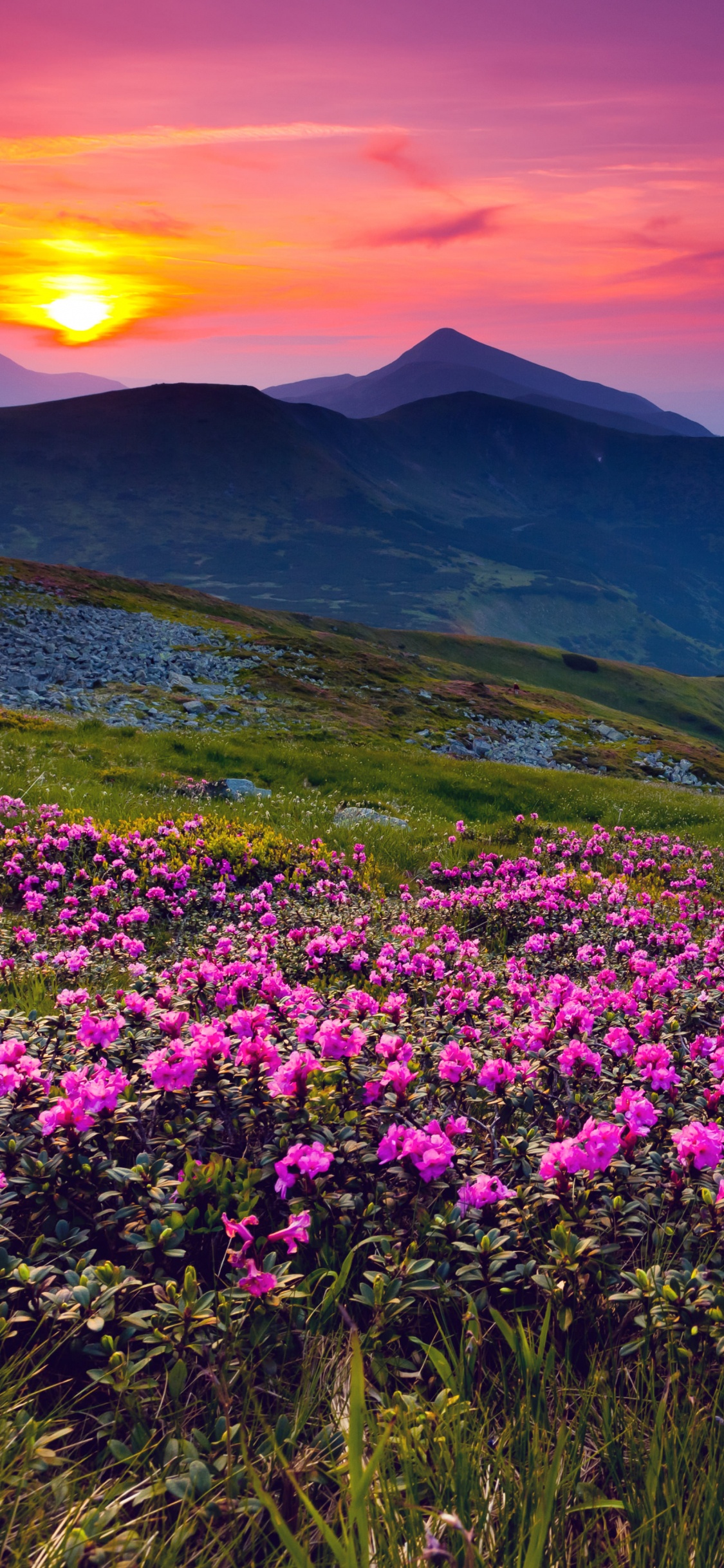 Обои природа, горный рельеф, цветок, гора, полевой цветок в разрешении 1125x2436