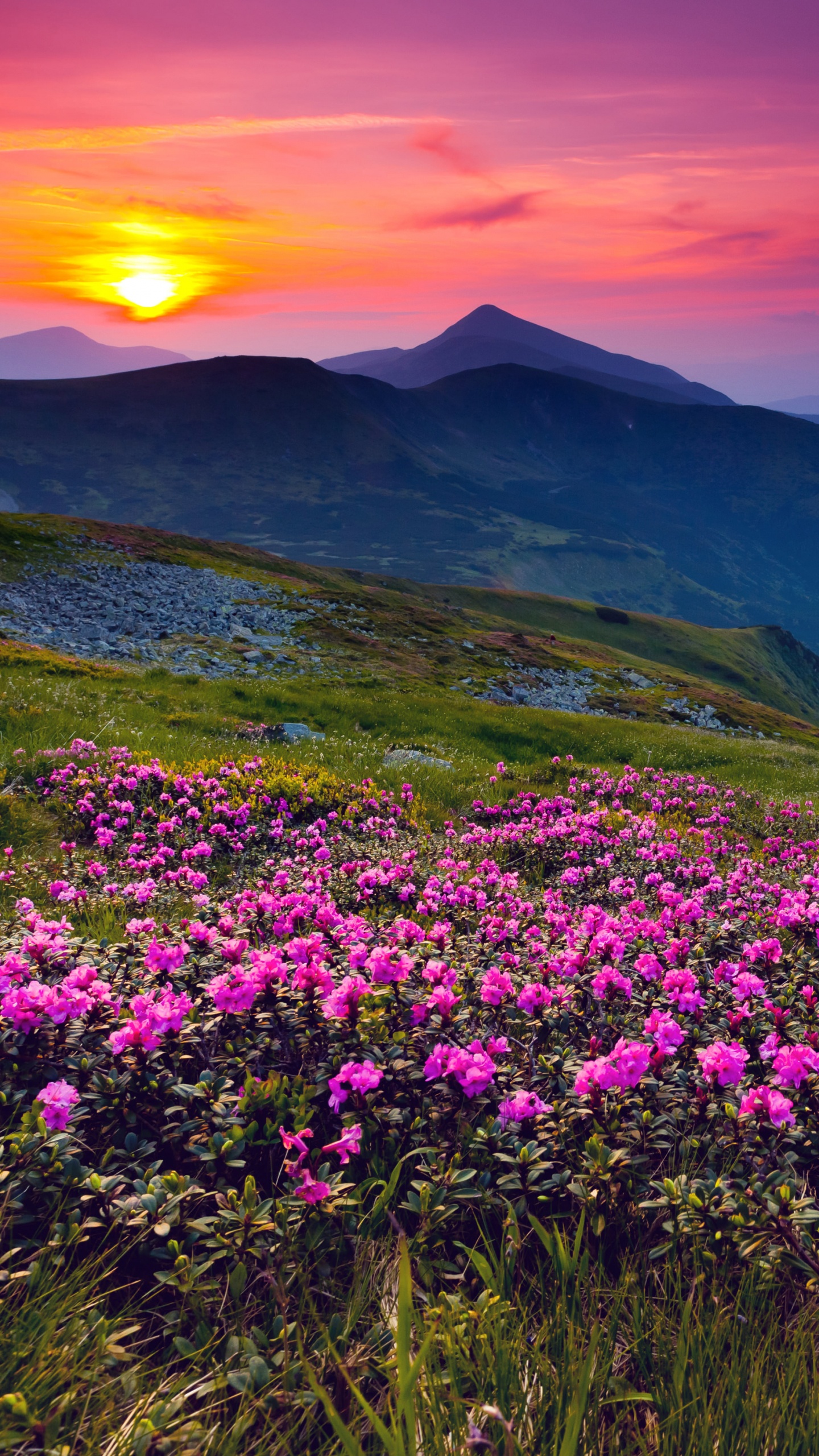 Обои природа, горный рельеф, цветок, гора, полевой цветок в разрешении 1440x2560