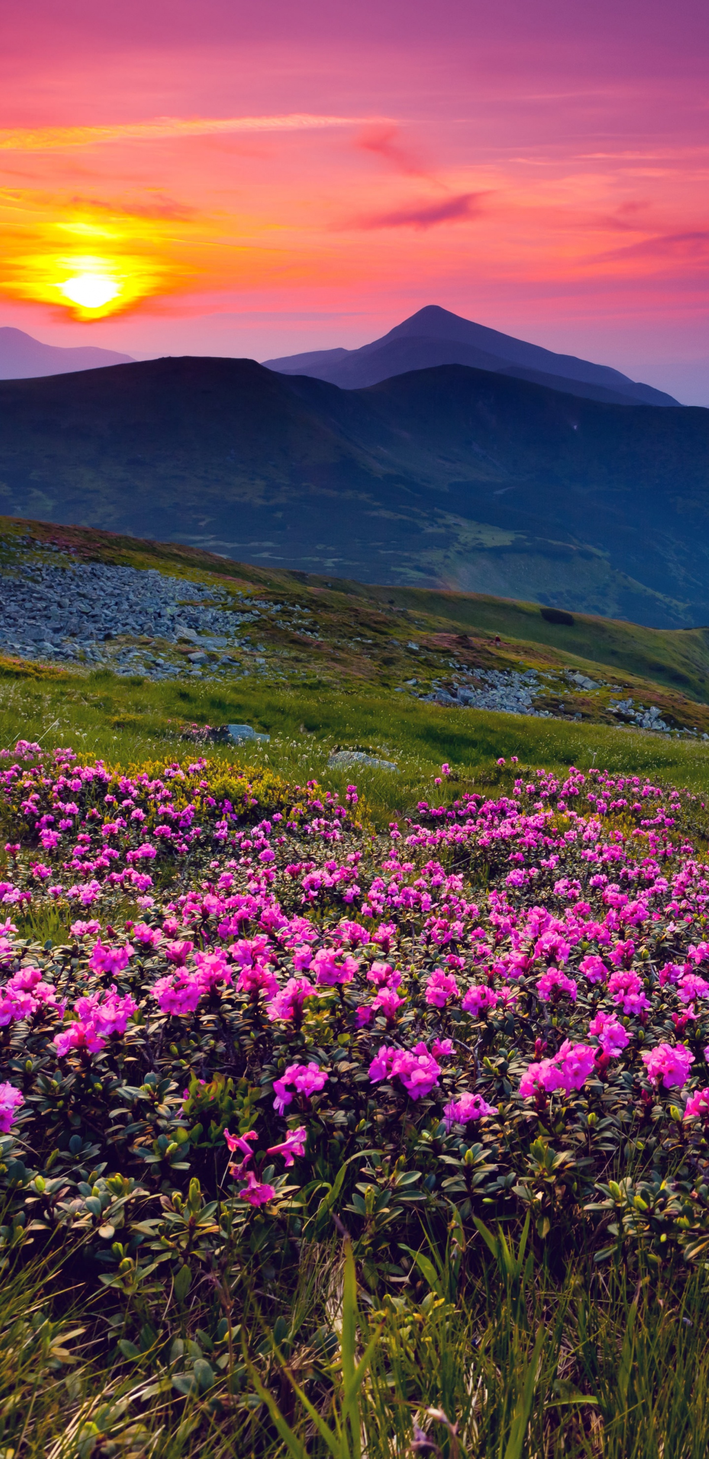 Обои природа, горный рельеф, цветок, гора, полевой цветок в разрешении 1440x2960