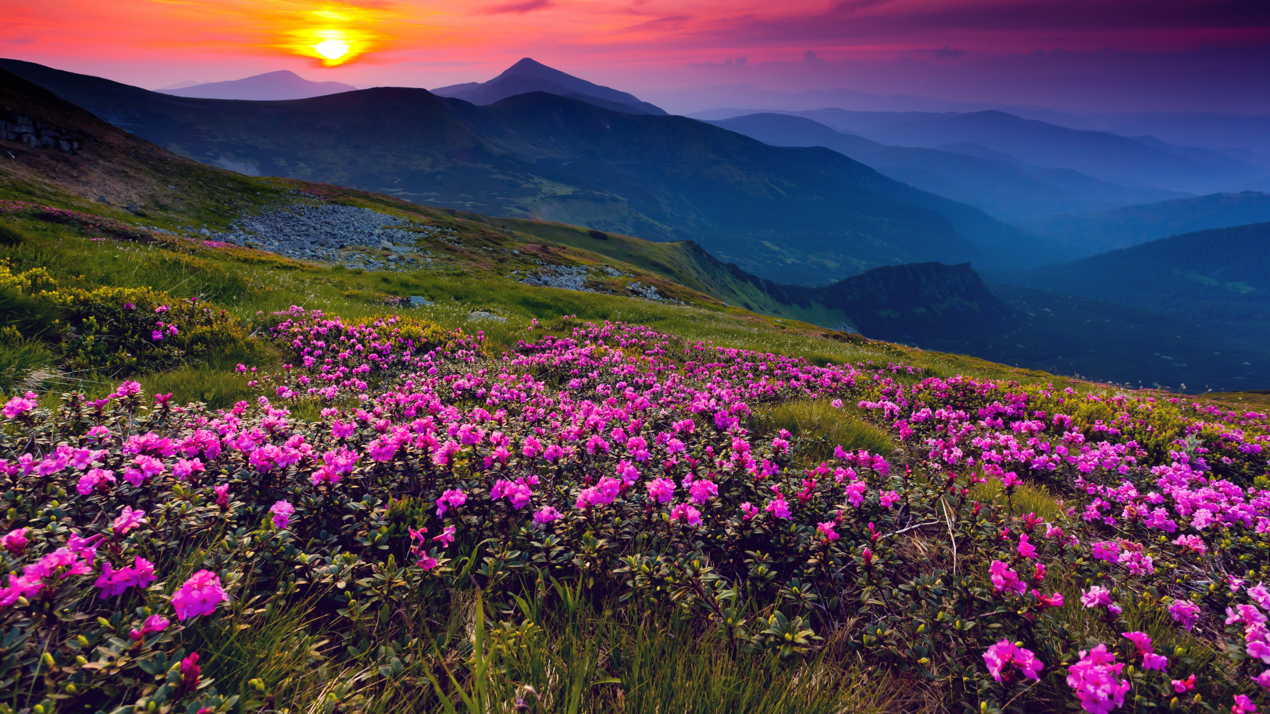 Обои природа, горный рельеф, цветок, гора, полевой цветок в разрешении 2560x1440