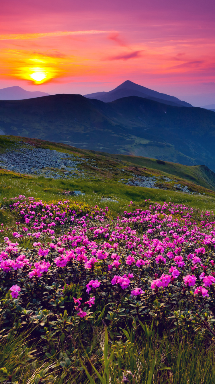 Обои природа, горный рельеф, цветок, гора, полевой цветок в разрешении 750x1334