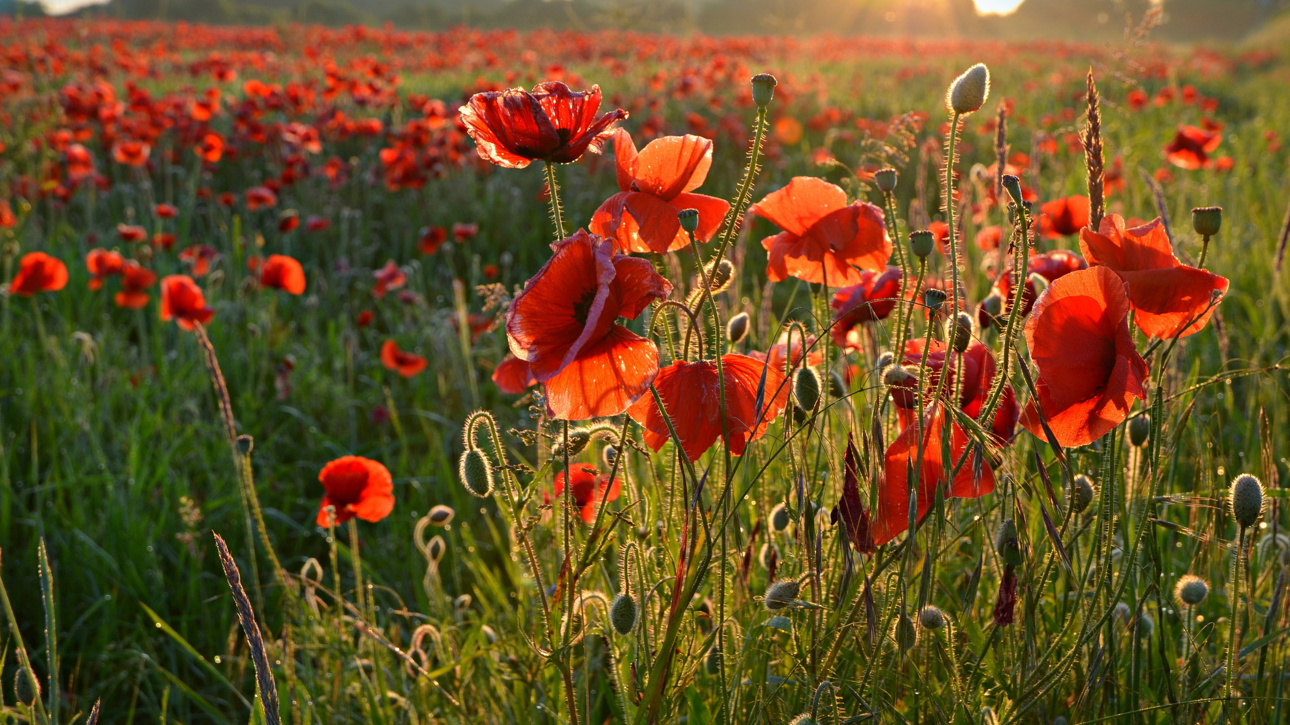 Обои цветок, коклико, поле, луг, растение в разрешении 2560x1440