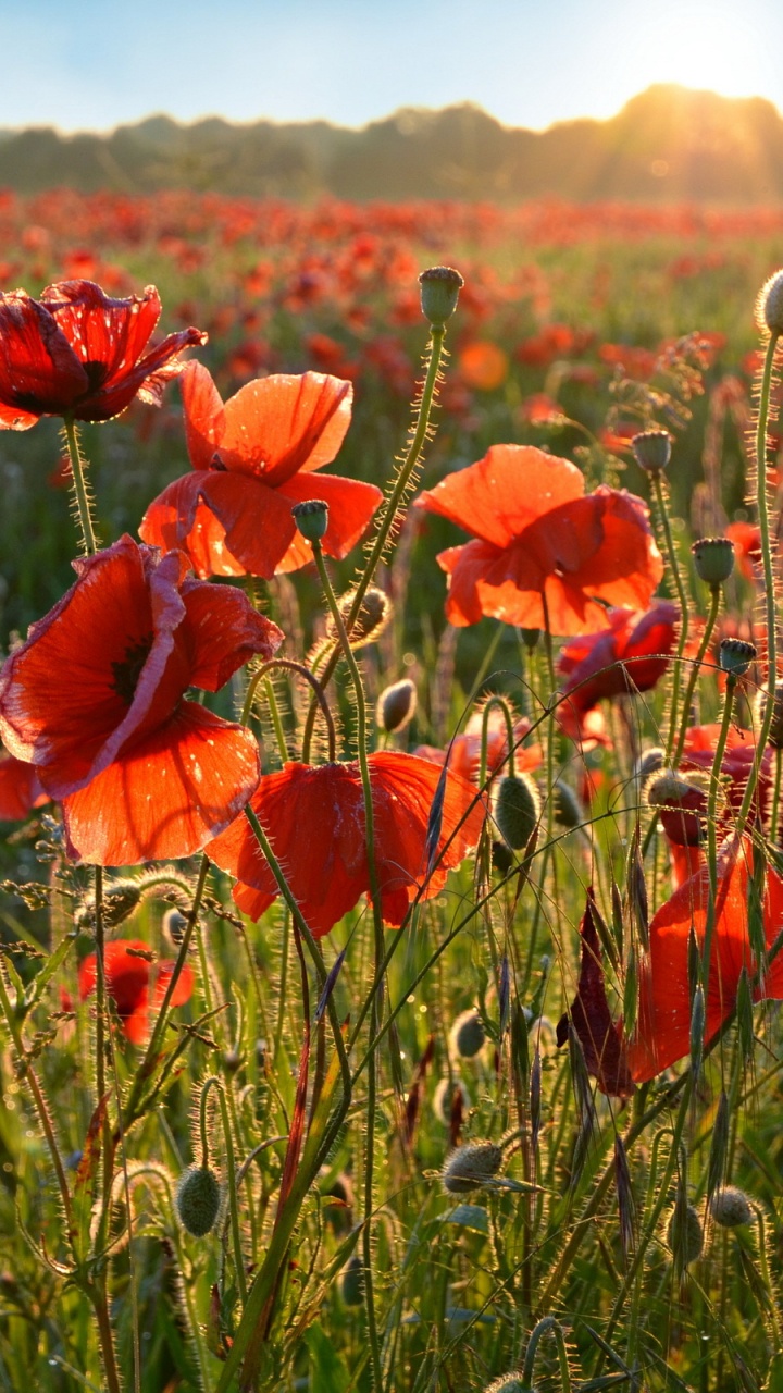 Обои цветок, коклико, поле, луг, растение в разрешении 720x1280