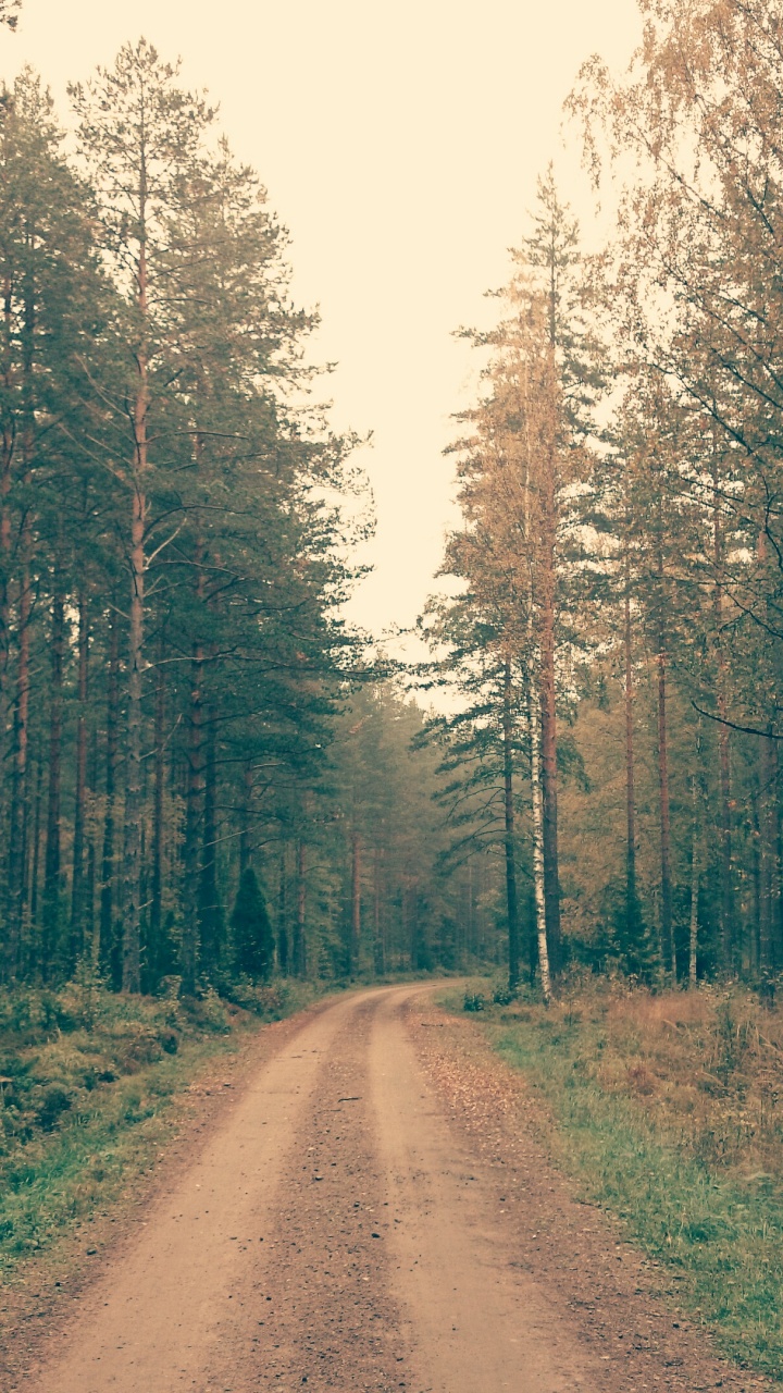 Грунтовая дорога в лесу